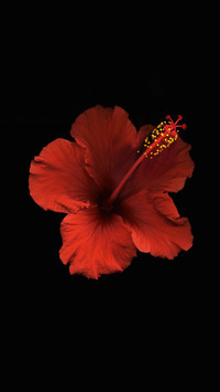 Selected red fusarium flowers
