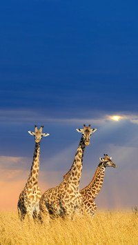 Close giraffe in National park of Kenya, Africa