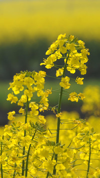 油菜花开