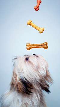 端庄高雅的马尔济斯犬