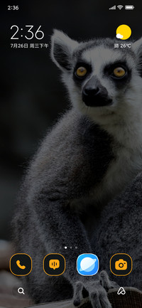 Wild Mammal