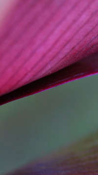 Close up of tropical leaf veins