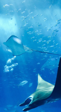 Underwater (8)