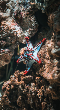 Underwater (4)