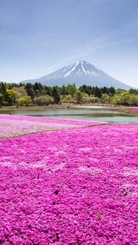 拥抱富士山的春夏秋冬