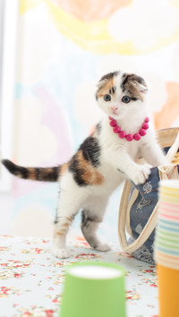 调皮的萌猫