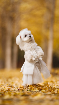 怎么挑选伴侣犬
