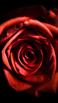 Roses and Lilacs (17)