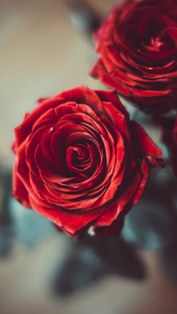 Roses and Lilacs (5)