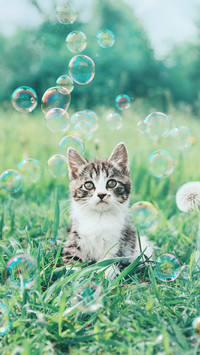 让猫咪愉快地躺进猫窝