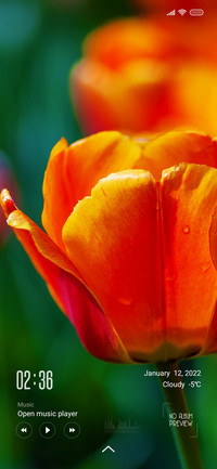 Tulips duo