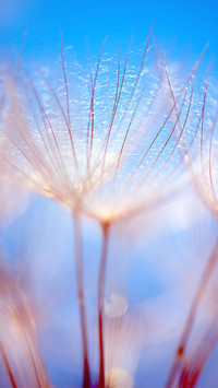 dandelion