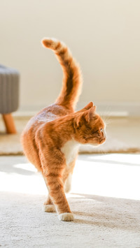 Cute red cat on carpet in living room