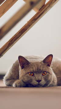 Differences between British and American short cats 0