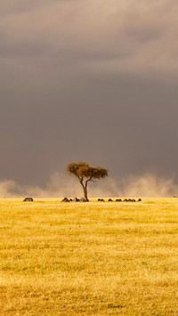 Storm over kenyan golden fields lonely tree