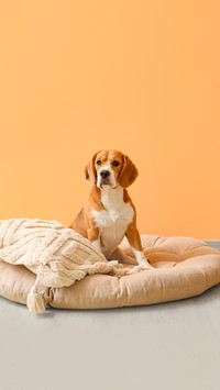 Cute Beagle dog sitting in pet bed