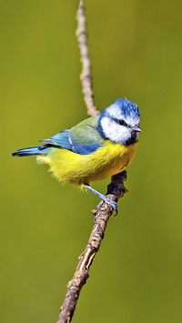 Spanish blue crowned tit