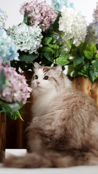 Why do cats like to play hide and seek 8