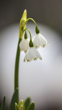 White Spring Snowflake Flowers Leucojum Vernum