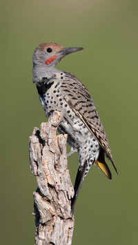 Is woodpecker a good bird 6