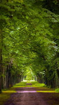 Green forest trails
