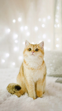 猫为什么爱吃猫砂