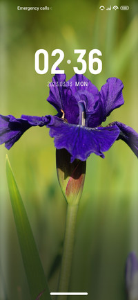 Iris