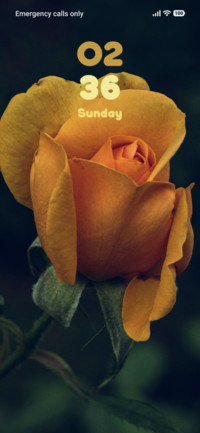Yellow Rose