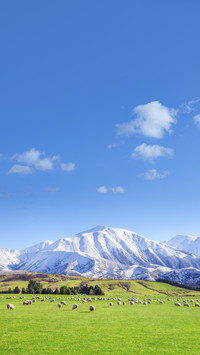 A New Zealand Sheep Farm