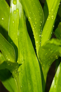 Fresh Green.jpg