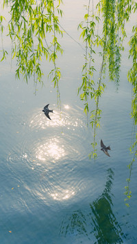 春风拂岸，柳叶轻舞