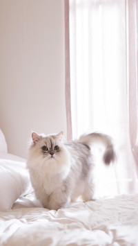 Persian on the bed