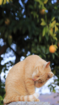 Feral cat may attack humans 0