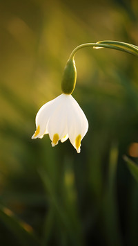 Spring scenery-04