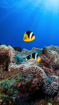 Underwater world 21