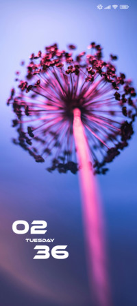 Dandelion