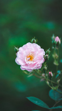 Roses in early summer