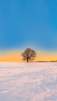 Winter landscape with bare tree in snow at sunrise