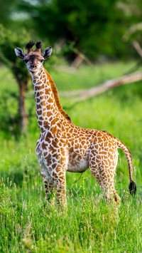 Baby giraffe like a toy with umbilical cord