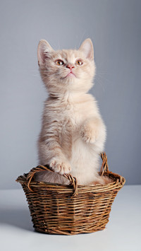 Why do cats love to scratch and shovel feces 6