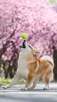A shiba inu heading the ball