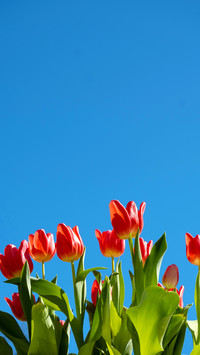 Tulips Blooming Under the Blue Sky