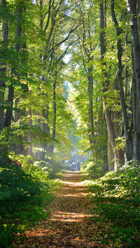 Forest Country