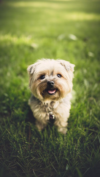 Does a yorkshire terrier need regular care