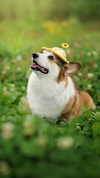 Pets are prone to restlessness in spring be careful