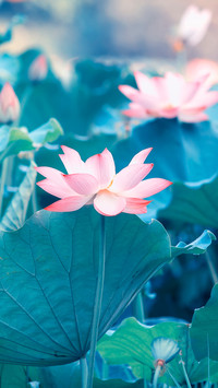 夏季荷花-拍信图库