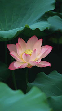 青荷静渡漫漫盛夏