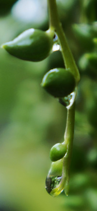 护眼植物壁纸-锐景创意