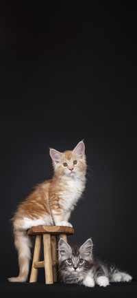 猫咪写真壁纸-锐景创意