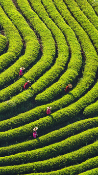 Newly added agricultural cultural heritage in china